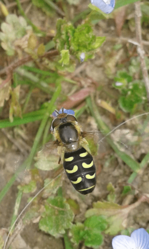 Syrphidae : Scaeva selenitica